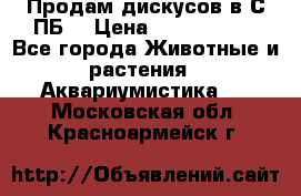 Продам дискусов в С-ПБ. › Цена ­ 3500-4500 - Все города Животные и растения » Аквариумистика   . Московская обл.,Красноармейск г.